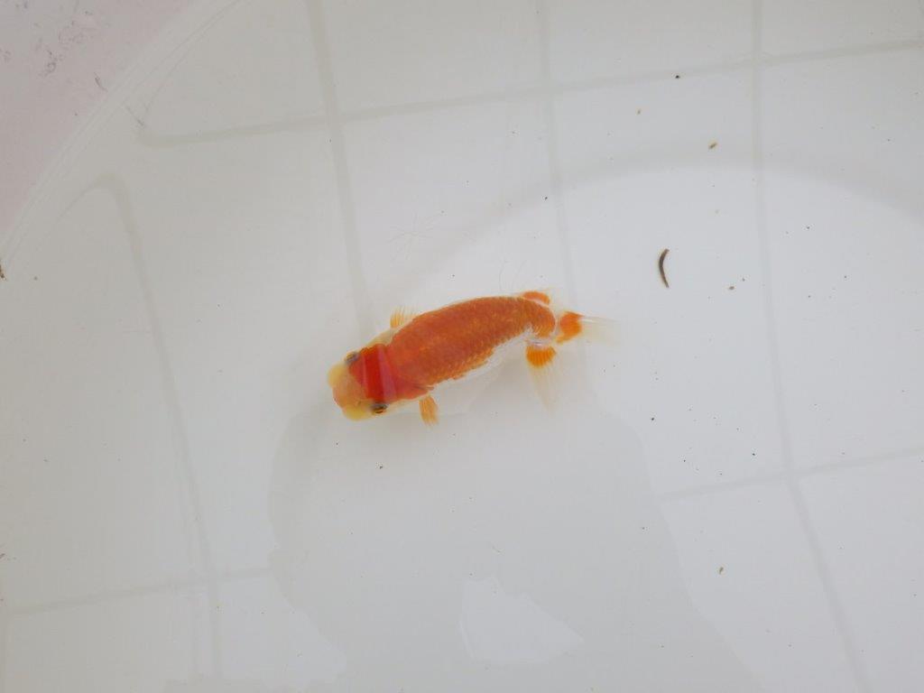 【全国大会東大関獲得ブリーダー 】尾型、構え、柄の良い当歳らんちゅう約10㎝