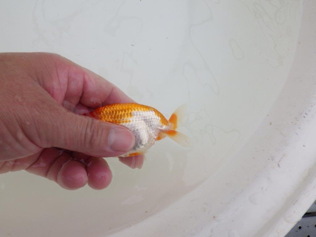 【全国大会東大関獲得ブリーダー 】尾型、構え、柄の良い当歳らんちゅう約10㎝