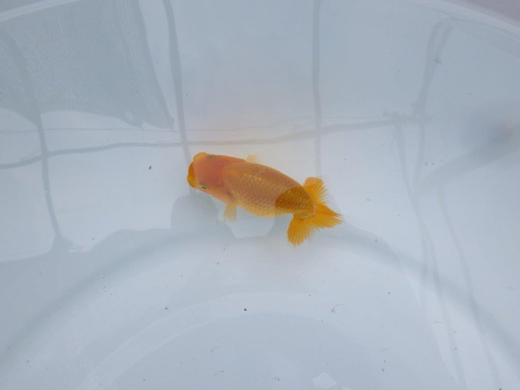 素晴らしい尾構えで飼い込みお勧めのらんちゅう 　約8,5㎝　性別不明【 岡山村上暢彦氏作】