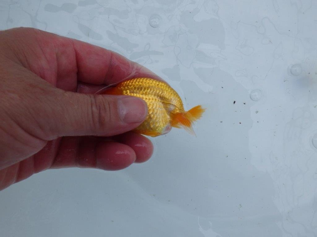 素晴らしい尾構えで飼い込みお勧めのらんちゅう 　約8,5㎝　性別不明【 岡山村上暢彦氏作】