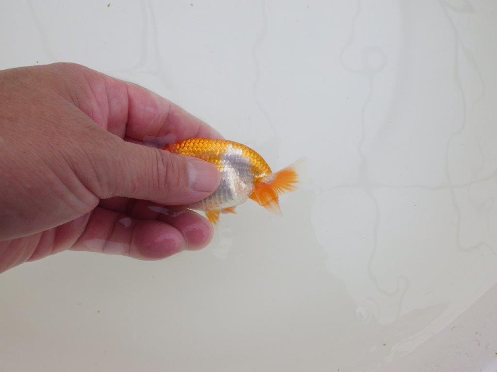【全国大会東大関獲得ブリーダー 】背なりが綺麗な当歳らんちゅう約10㎝