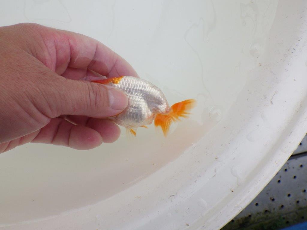 【全国大会東大関獲得ブリーダー 】メリハリの利いた柄でお勧め当歳らんちゅう約10㎝