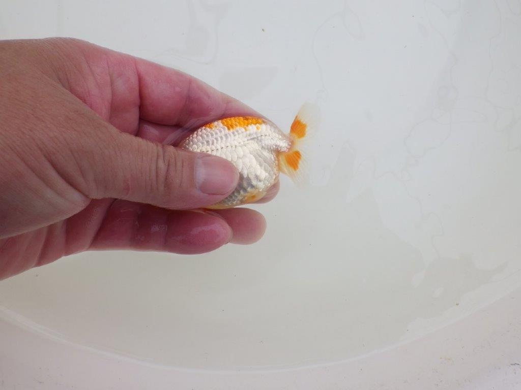 【全国大会東大関獲得ブリーダー 】インパクトのある更紗 当歳らんちゅう約8㎝