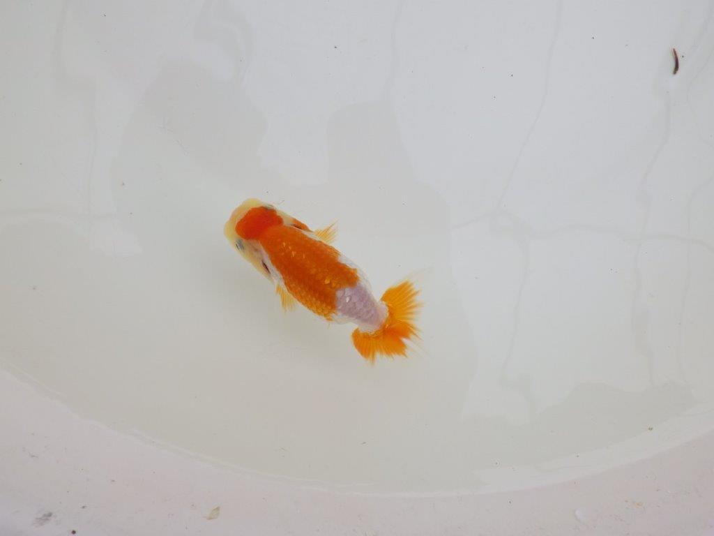 【全国大会東大関獲得ブリーダー 】雰囲気の良いご鑑賞お勧め当歳らんちゅう約8,5㎝