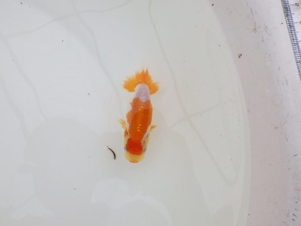 【全国大会東大関獲得ブリーダー 】雰囲気の良いご鑑賞お勧め当歳らんちゅう約8,5㎝