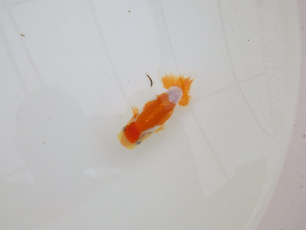 【全国大会東大関獲得ブリーダー 】雰囲気の良いご鑑賞お勧め当歳らんちゅう約8,5㎝の上身