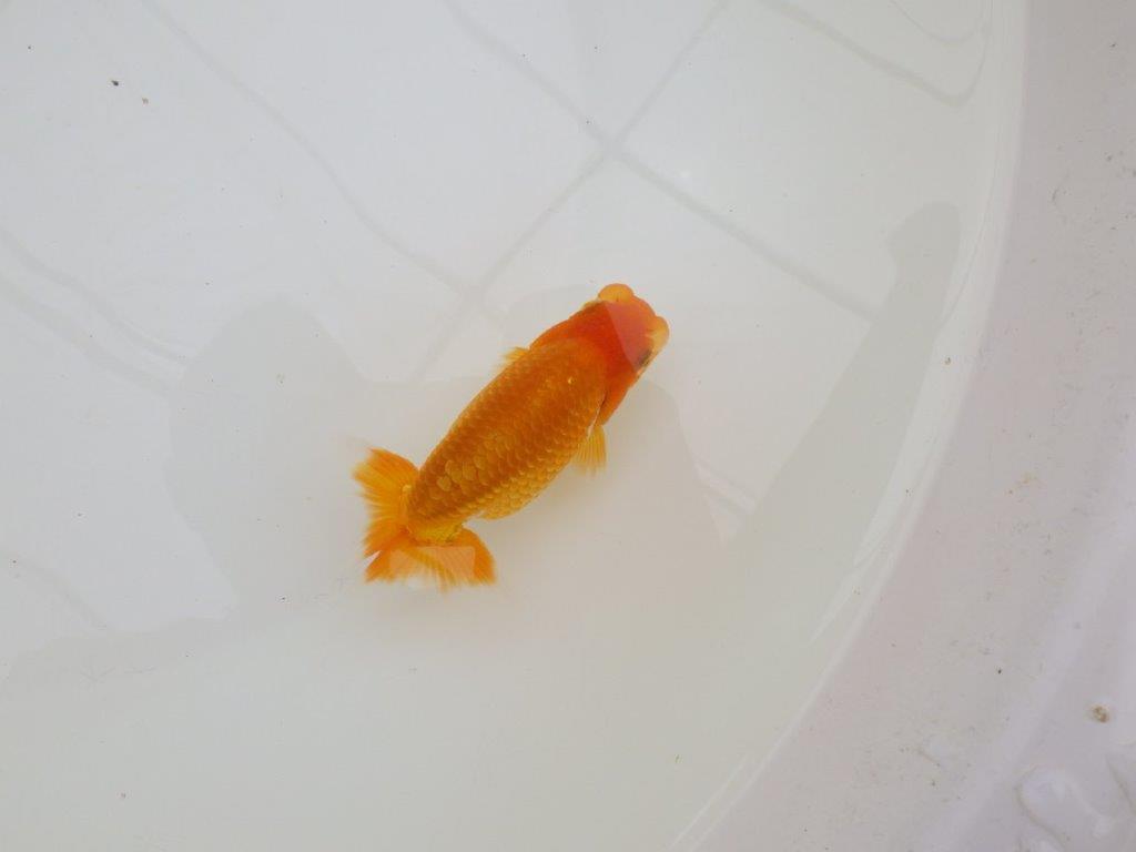 【全国大会東大関獲得ブリーダー 】上見のご鑑賞がお勧め当歳らんちゅう約10㎝