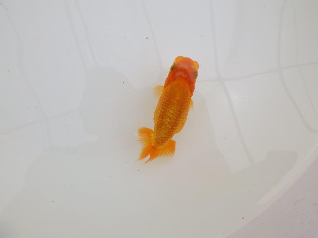 【全国大会東大関獲得ブリーダー 】上からも横からもご鑑賞!当歳らんちゅう約10,5㎝