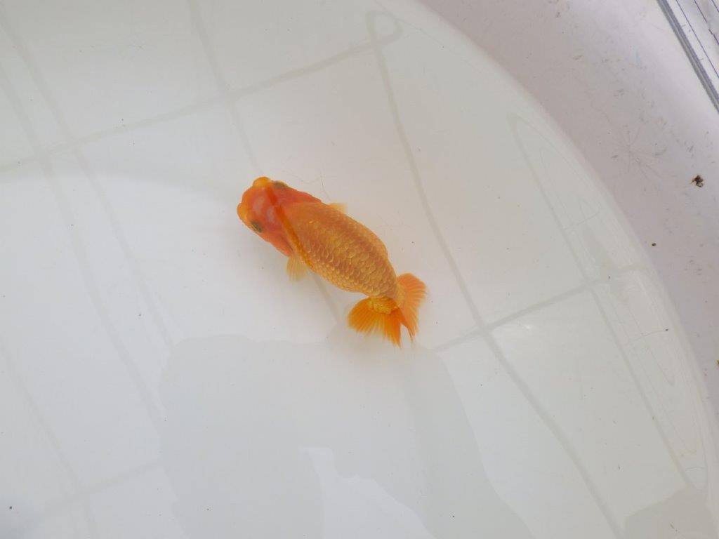 【全国大会東大関獲得ブリーダー 】上からも横からもご鑑賞!当歳らんちゅう約10,5㎝