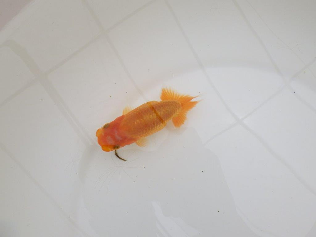 【全国大会東大関獲得ブリーダー 】上からも横からもご鑑賞!当歳らんちゅう約10,5㎝