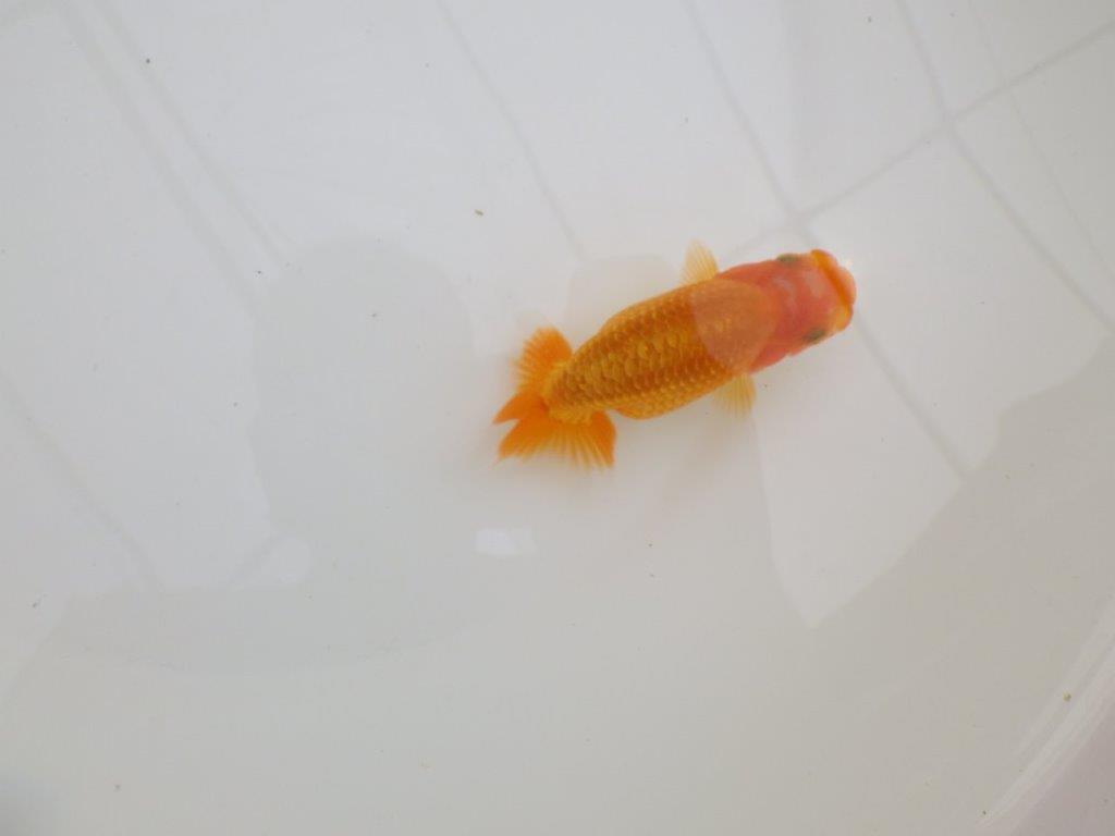 【全国大会東大関獲得ブリーダー 】上からも横からもご鑑賞!当歳らんちゅう約10,5㎝