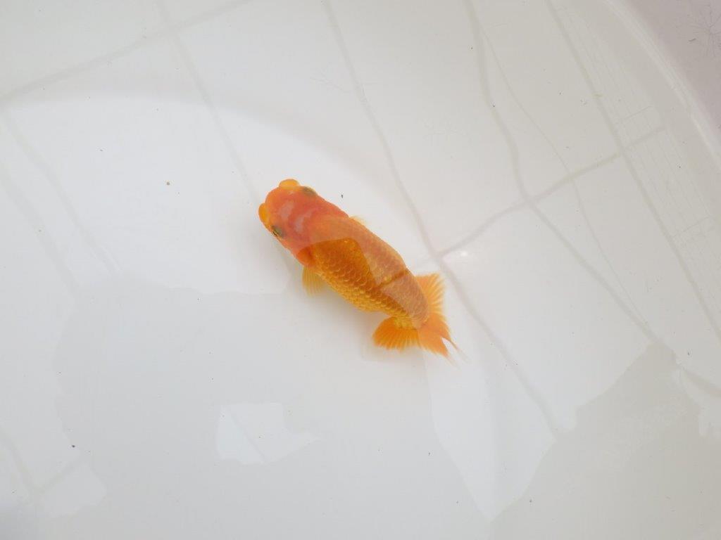 【全国大会東大関獲得ブリーダー 】上からも横からもご鑑賞!当歳らんちゅう約10,5㎝