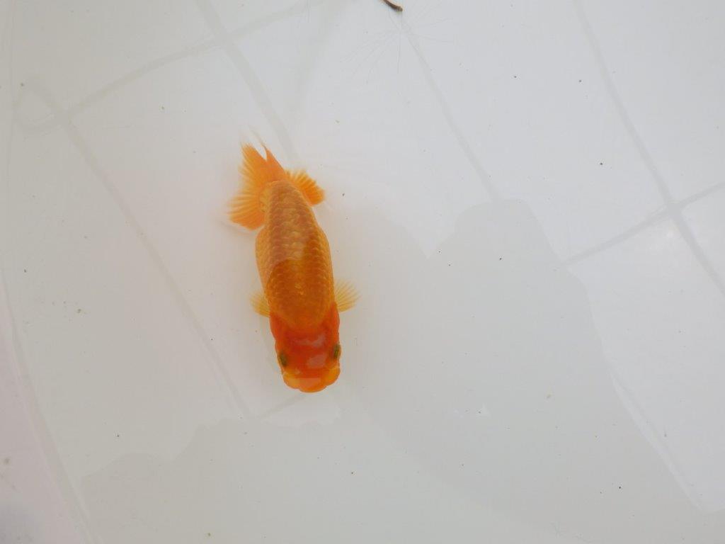 【全国大会東大関獲得ブリーダー 】上からも横からもご鑑賞!当歳らんちゅう約10,5㎝