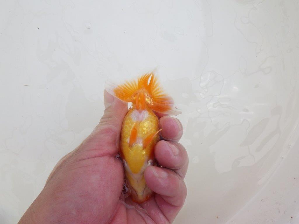 【全国大会東大関獲得ブリーダー 】上からも横からもご鑑賞!当歳らんちゅう約10,5㎝