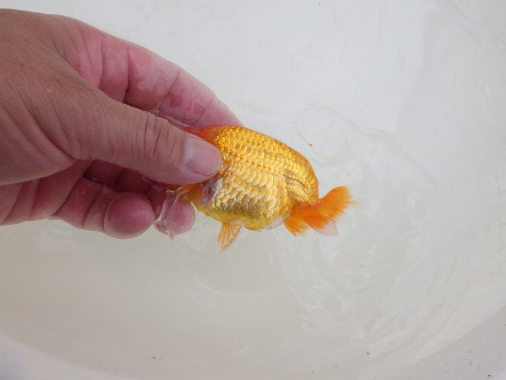 【全国大会東大関獲得ブリーダー 】上からも横からもご鑑賞!当歳らんちゅう約10,5㎝