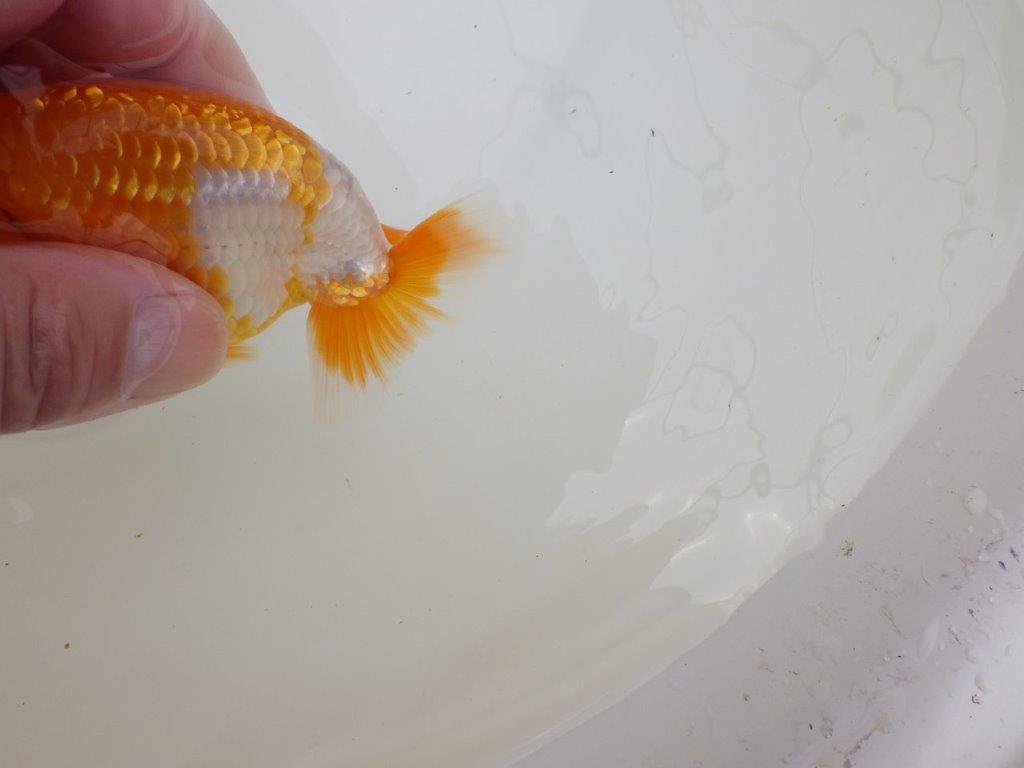 【全国大会東大関獲得ブリーダー 】横見のご鑑賞が映える当歳らんちゅう約11㎝
