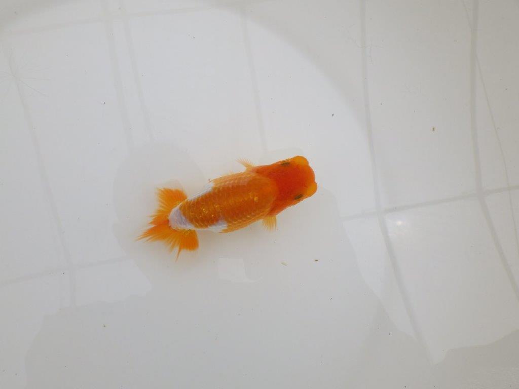 【全国大会東大関獲得ブリーダー 】横見のご鑑賞が映える当歳らんちゅう約11㎝の上身