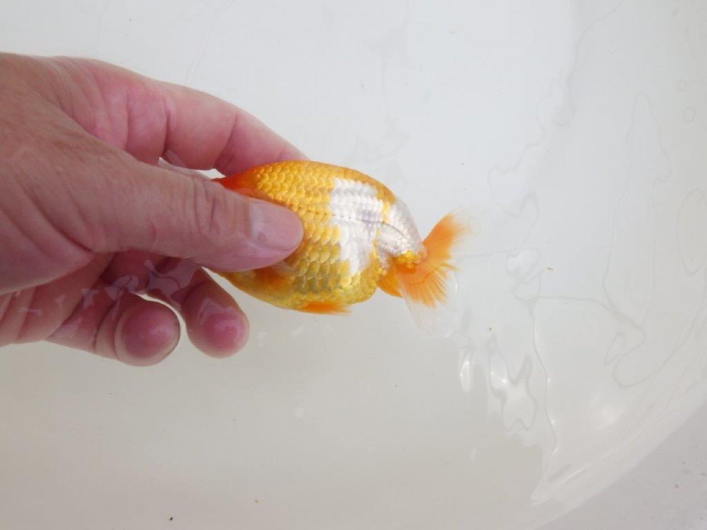 【全国大会東大関獲得ブリーダー 】横見のご鑑賞が映える当歳らんちゅう約11㎝
