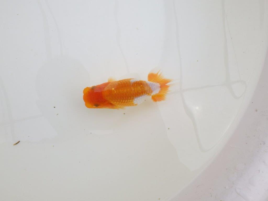 【全国大会東大関獲得ブリーダー 】横見のご鑑賞が映える当歳らんちゅう約11㎝