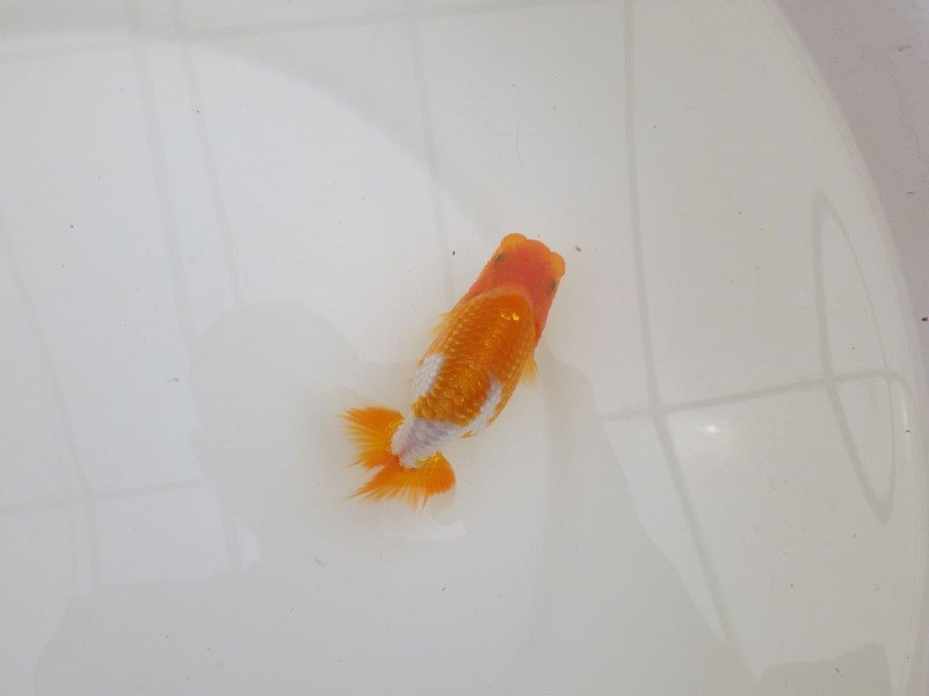 【全国大会東大関獲得ブリーダー 】横見のご鑑賞が映える当歳らんちゅう約11㎝