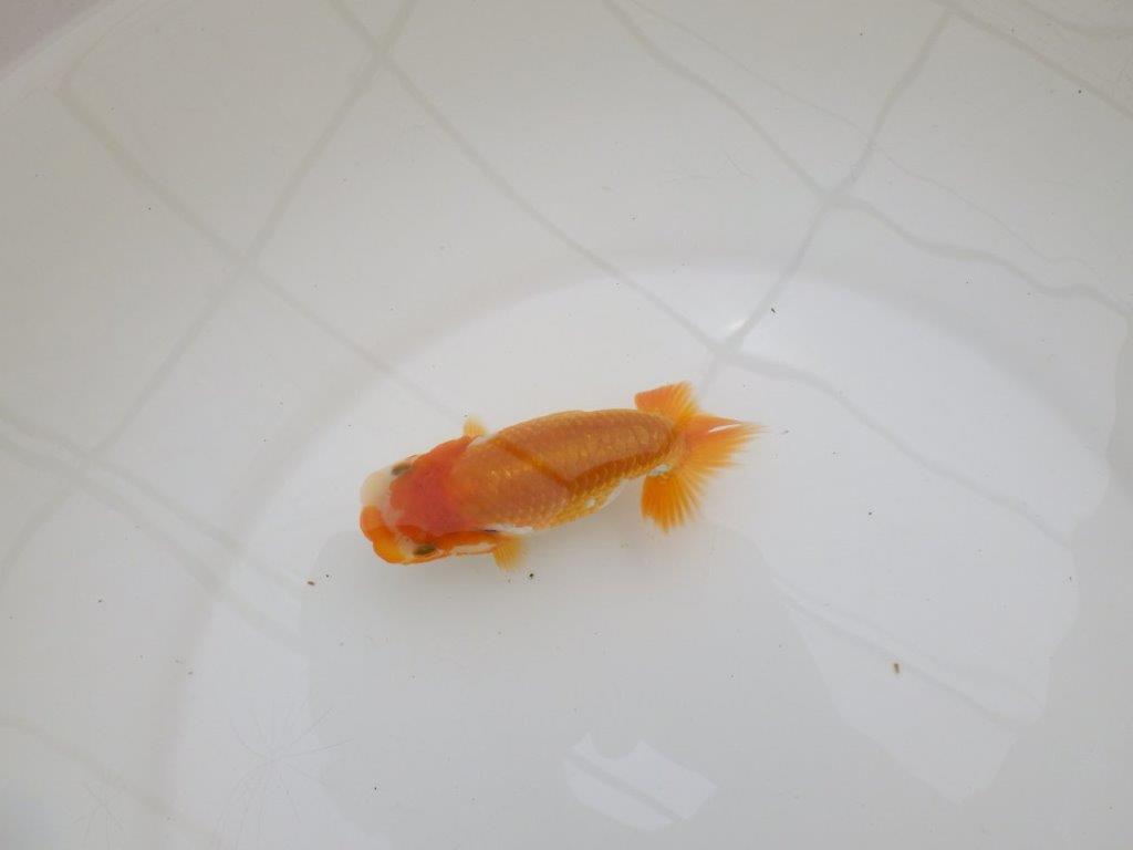【全国大会東大関獲得ブリーダー 】飼い込みお勧め当歳らんちゅう約10,5㎝