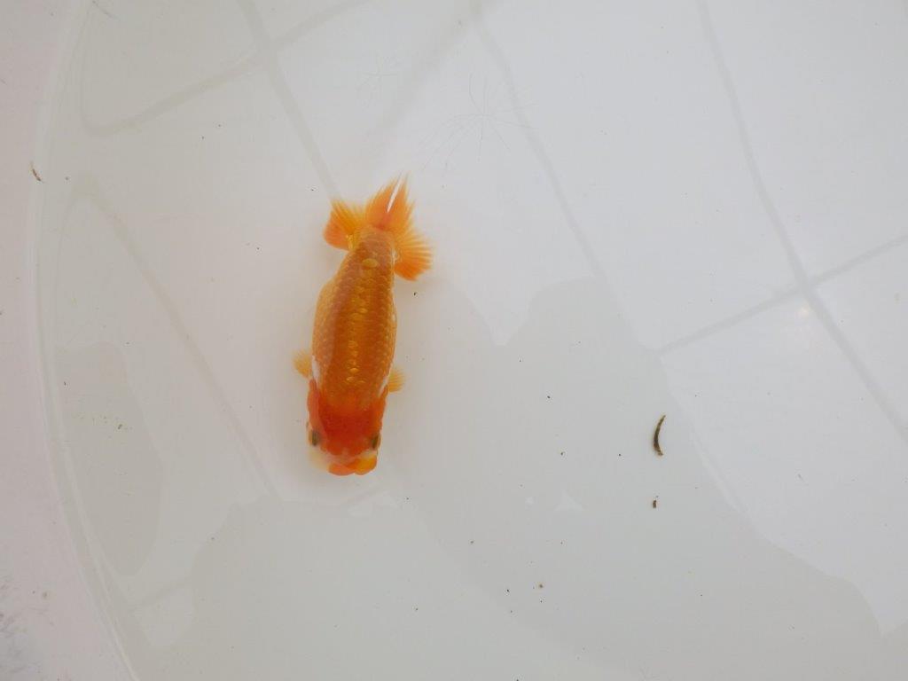【全国大会東大関獲得ブリーダー 】飼い込みお勧め当歳らんちゅう約10,5㎝