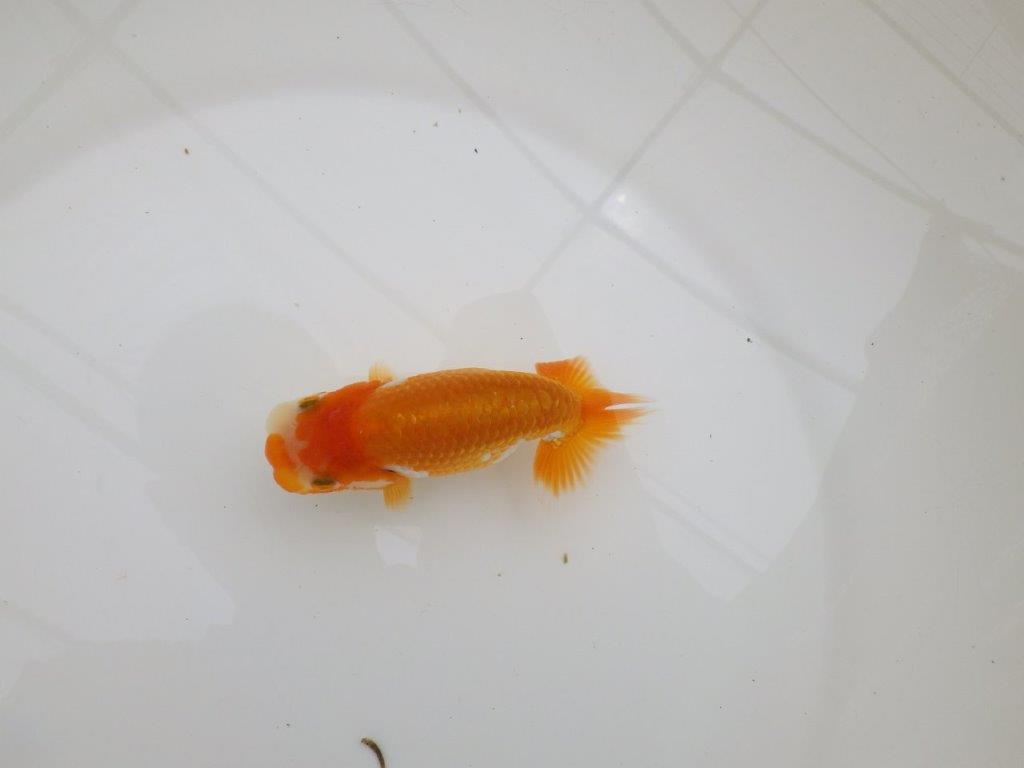 【全国大会東大関獲得ブリーダー 】飼い込みお勧め当歳らんちゅう約10,5㎝