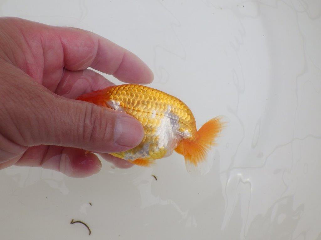 【全国大会東大関獲得ブリーダー 】飼い込みお勧め当歳らんちゅう約10,5㎝