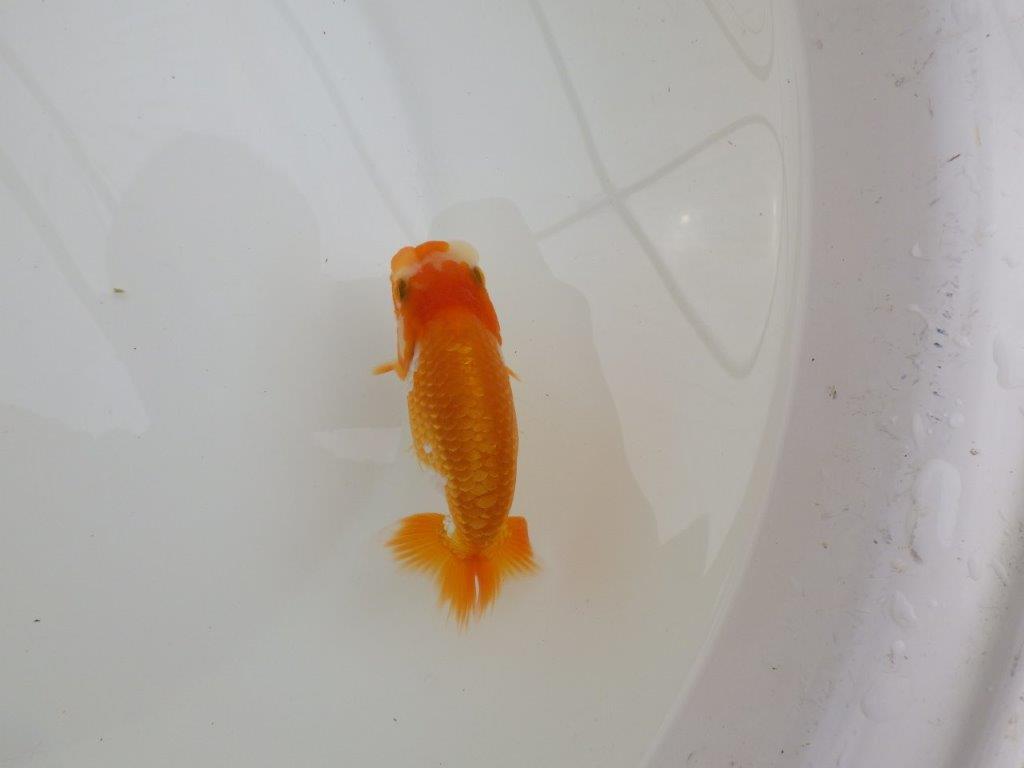 【全国大会東大関獲得ブリーダー 】飼い込みお勧め当歳らんちゅう約10,5㎝の上身