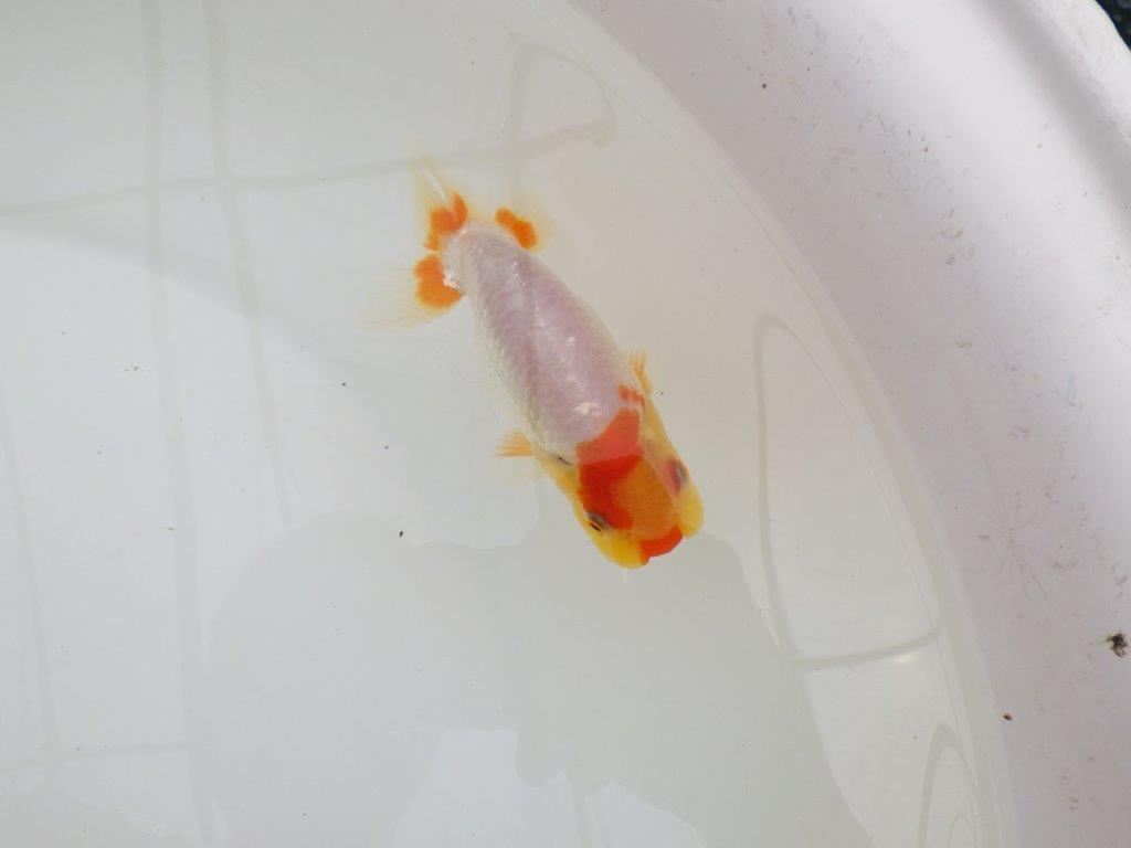 【全国大会東大関獲得ブリーダー 】仕上がりがよさそうな当歳らんちゅう約10㎝