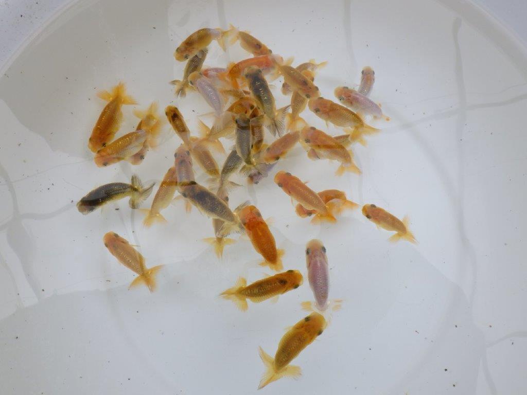 【日らん西大関獲得ブリーダー】フンタン系統 小サイズ15尾セット約6~7㎝限定3