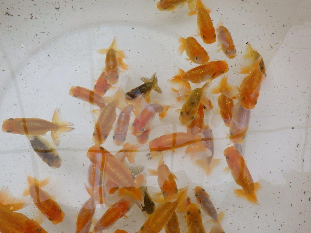 【日らん西大関獲得ブリーダー】フンタン系統　入荷魚の中から一番良い魚５尾セット約7,5㎝~限定１の上身