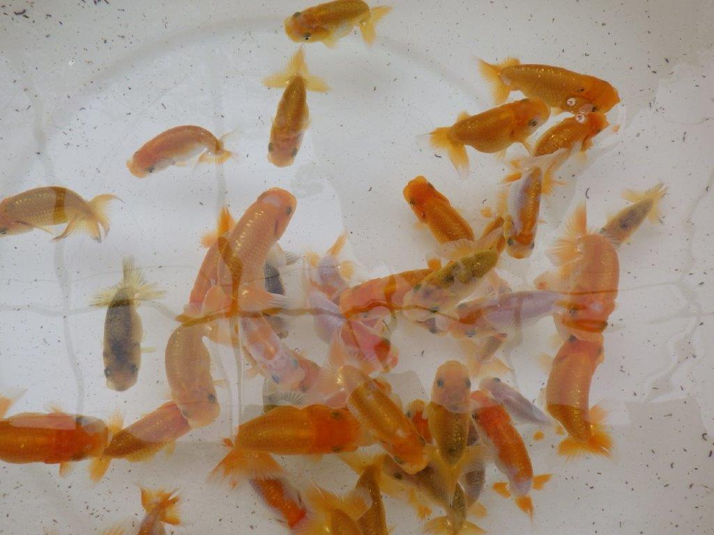 【日らん西大関獲得ブリーダー】フンタン系統 入荷魚の中から一番良い魚5尾セット約7,5㎝~限定1