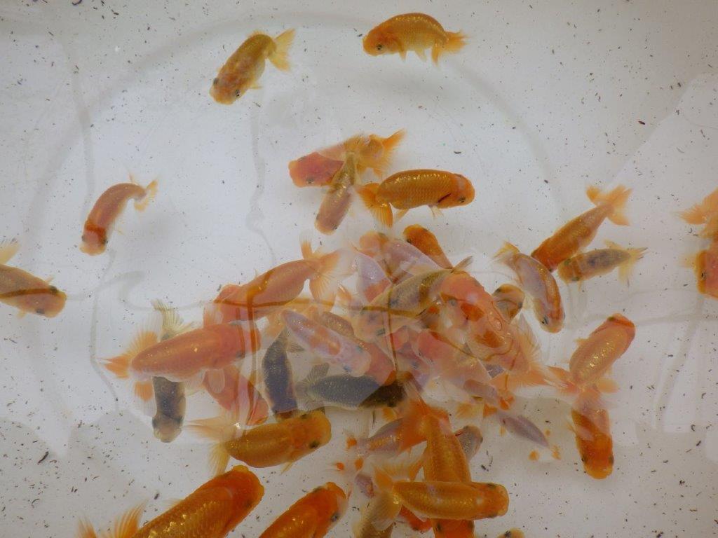 【日らん西大関獲得ブリーダー】フンタン系統 入荷魚の中から一番良い魚5尾セット約7,5㎝~限定1