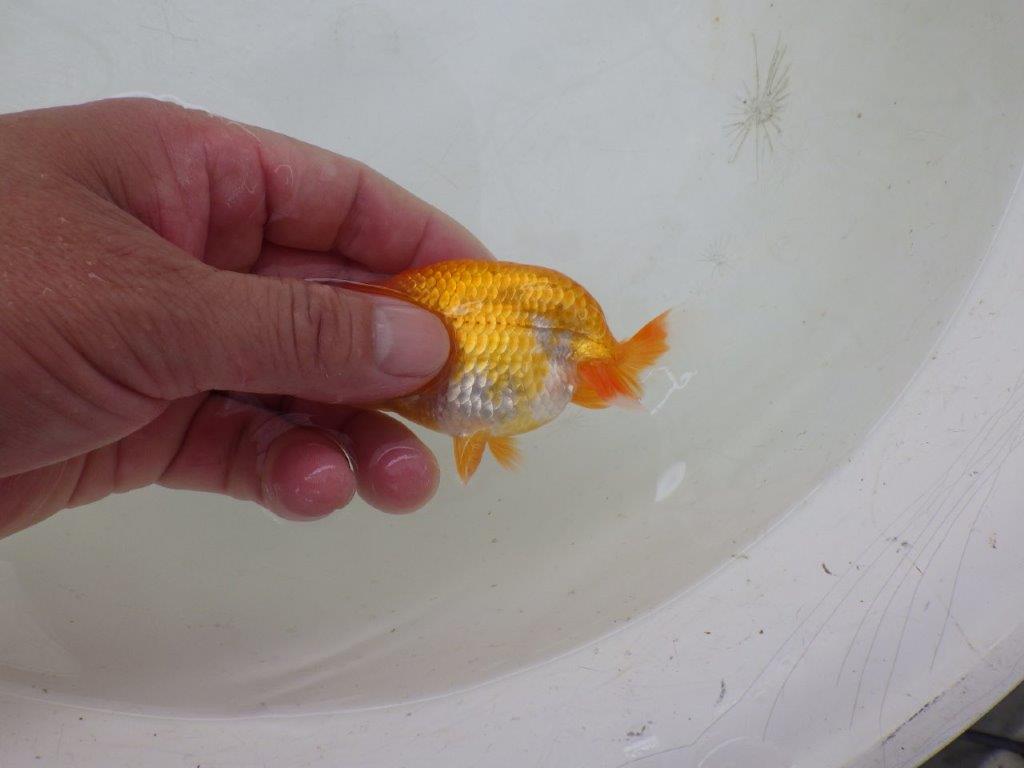 【日らん優等賞獲得ブリーダー】雰囲気の良い当歳らんちゅう約9,5㎝