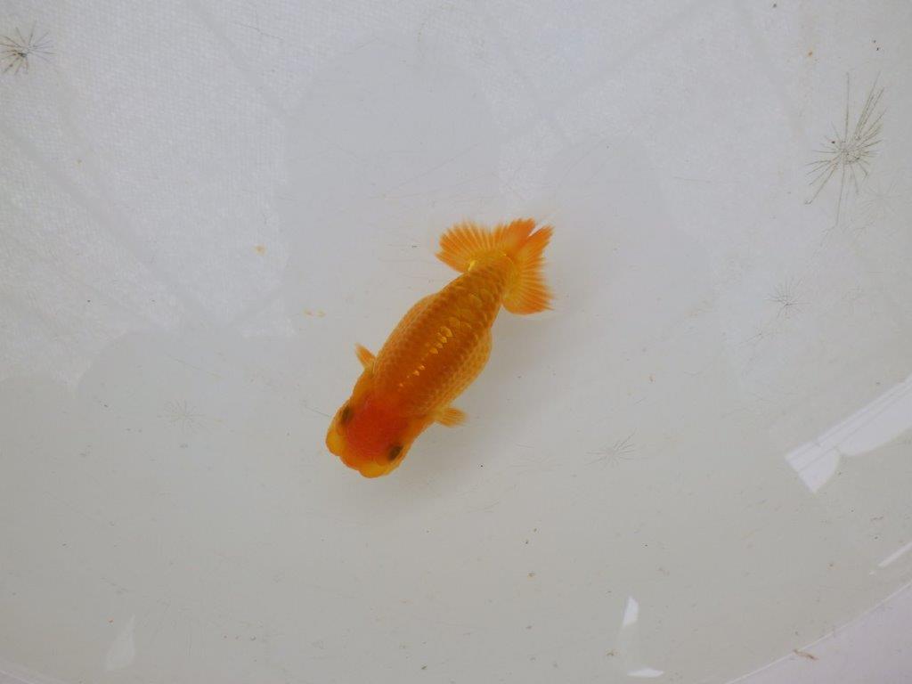【日らん優等賞獲得ブリーダー】税氏画像が上手に撮れませんでした・・約10㎝の上身