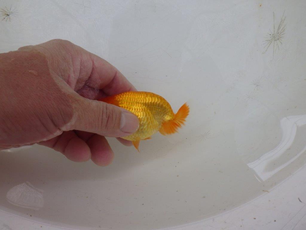 【日らん優等賞獲得ブリーダー】税氏画像が上手に撮れませんでした・・約10㎝