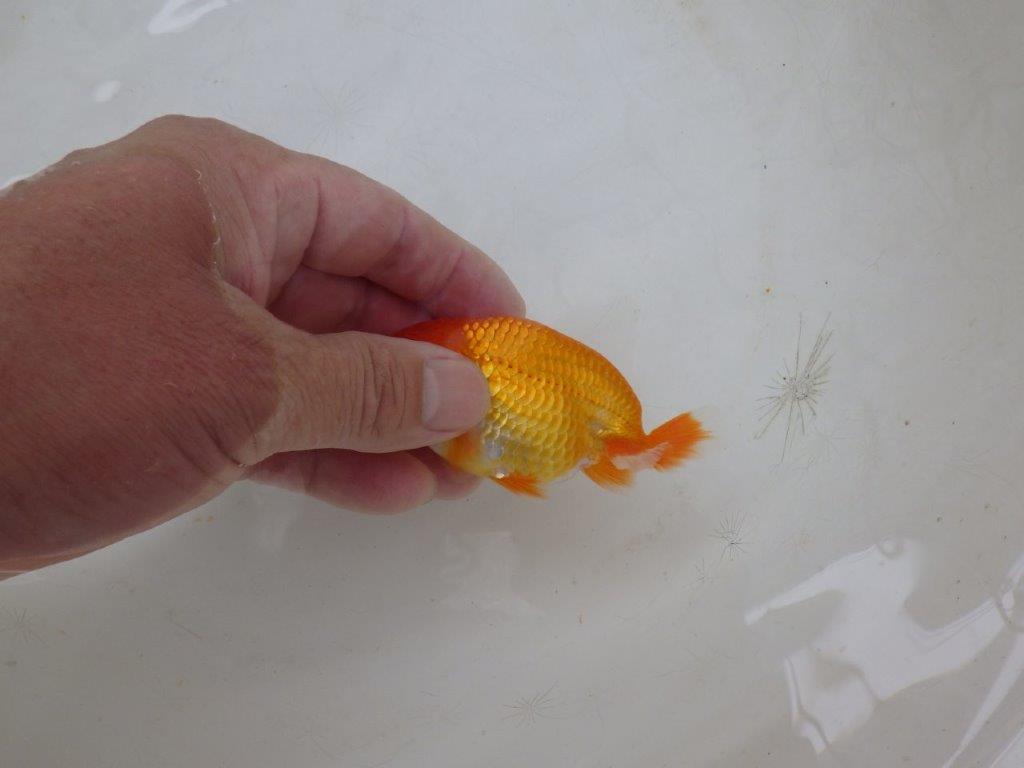 【日らん優等賞獲得ブリーダー】尾張りが良く種にもお勧めな当歳らんちゅう約9㎝