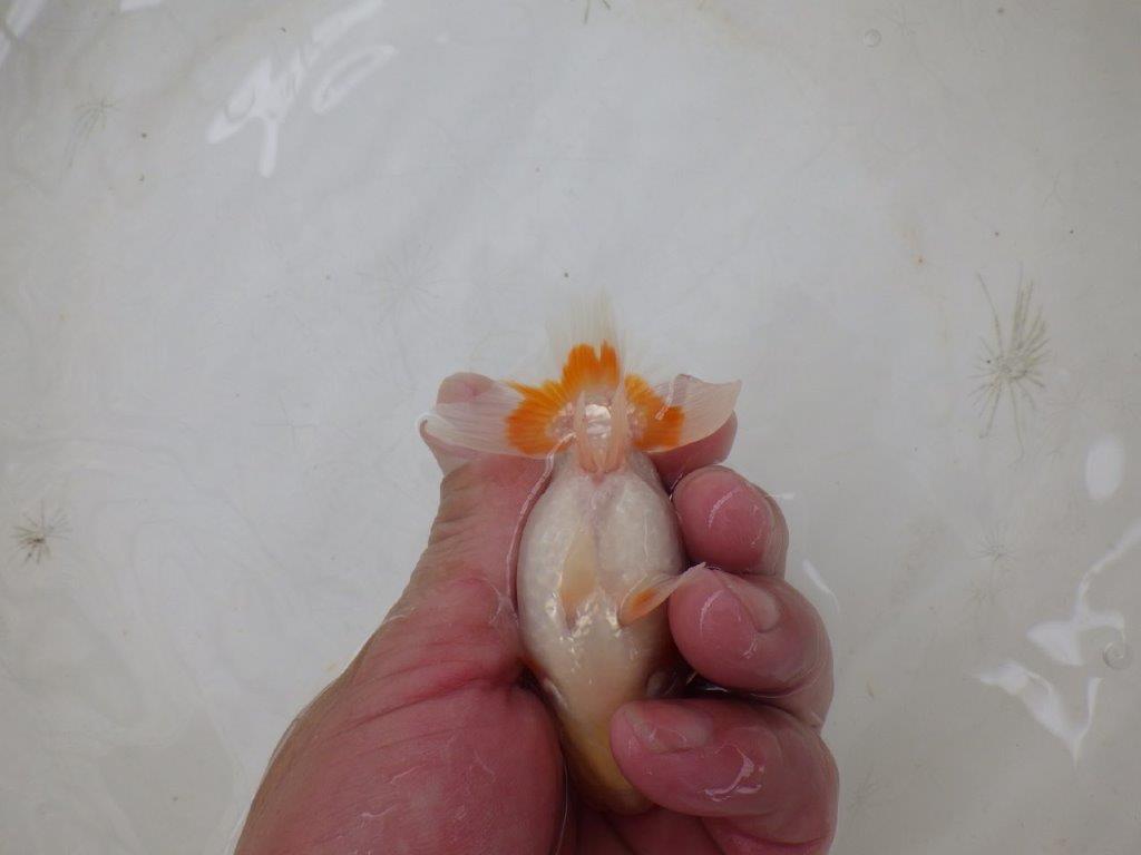【日らん優等賞獲得ブリーダー】綺麗で見ていて楽しくなる当歳らんちゅう10㎝