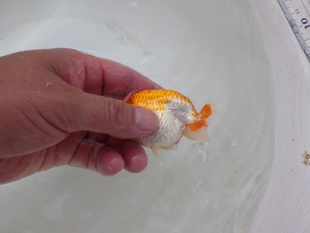【日らん優等賞獲得ブリーダー】綺麗で見ていて楽しくなる当歳らんちゅう10㎝