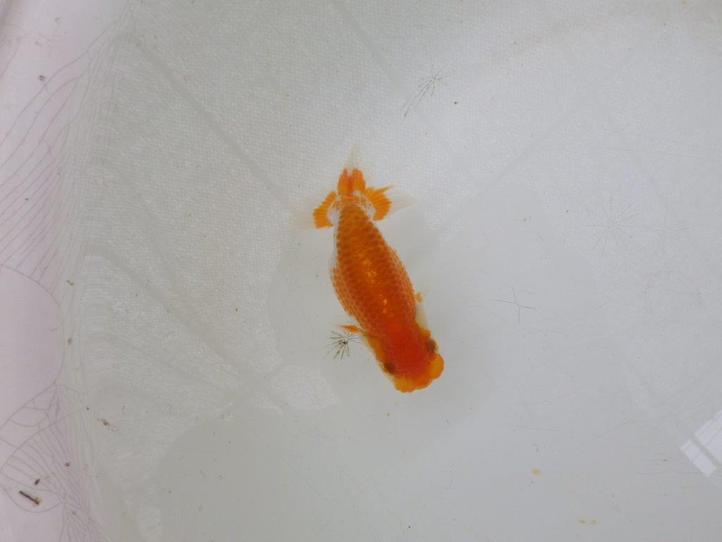 【日らん優等賞獲得ブリーダー】綺麗で見ていて楽しくなる当歳らんちゅう10㎝