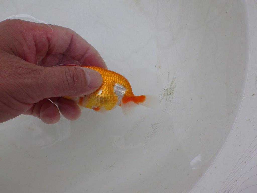 【日らん優等賞獲得ブリーダー】研究会などお勧めしたい当歳らんちゅう約10㎝