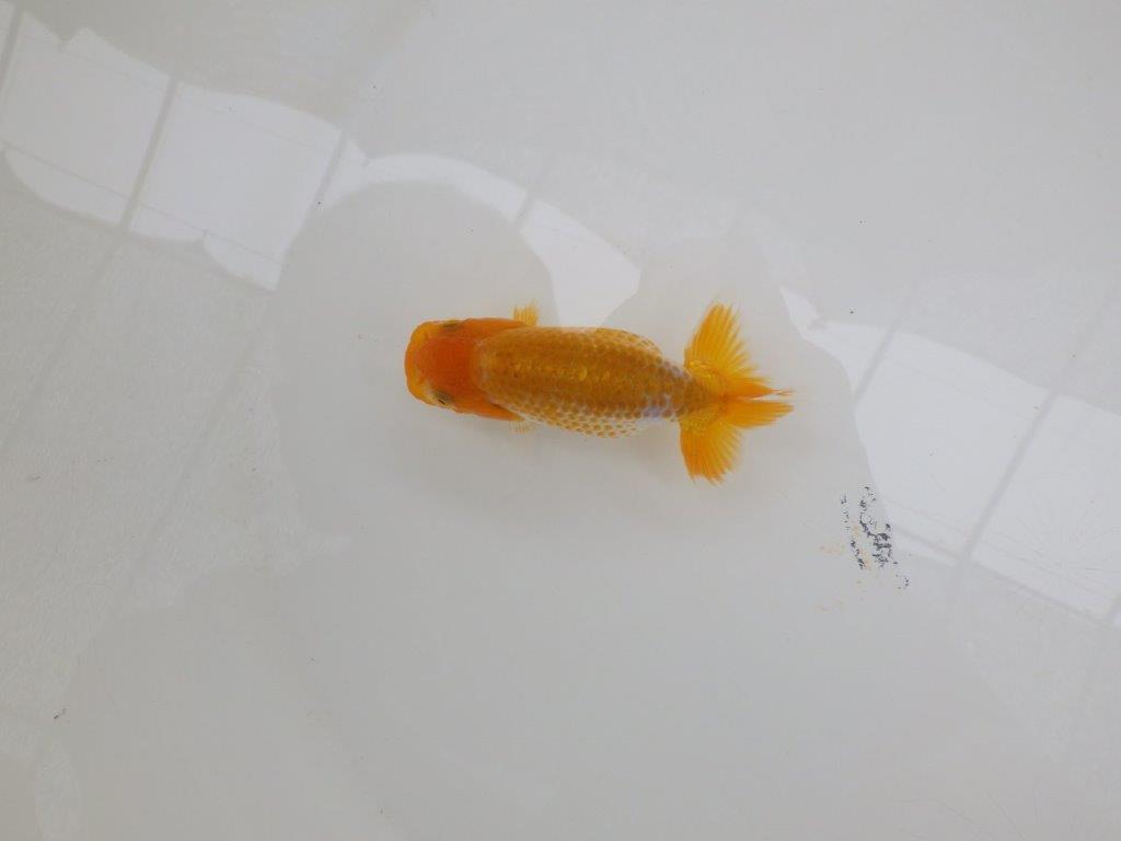 【愛知超優良系統 】綺麗な小豆更紗!当歳らんちゅう約9,5㎝
