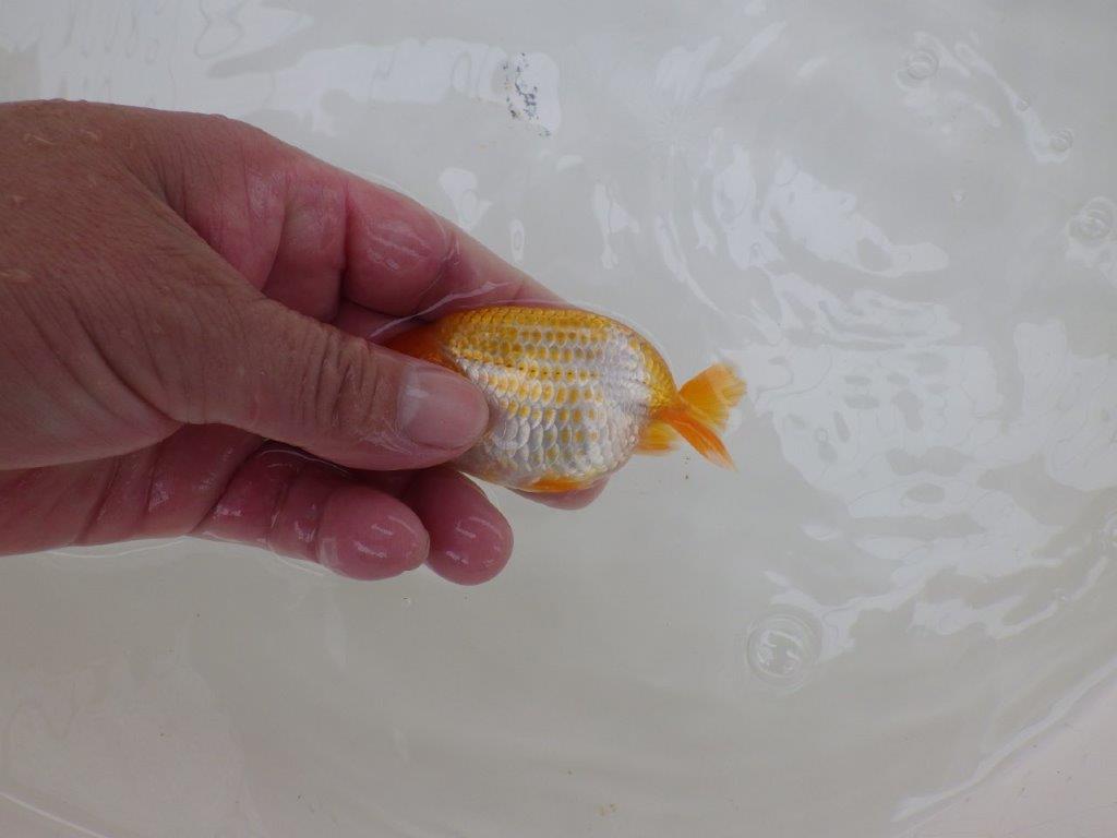 【愛知超優良系統 】綺麗な小豆更紗!当歳らんちゅう約9,5㎝