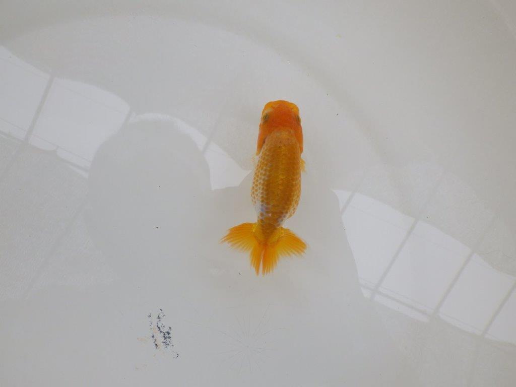 【愛知超優良系統 】綺麗な小豆更紗!当歳らんちゅう約9,5㎝
