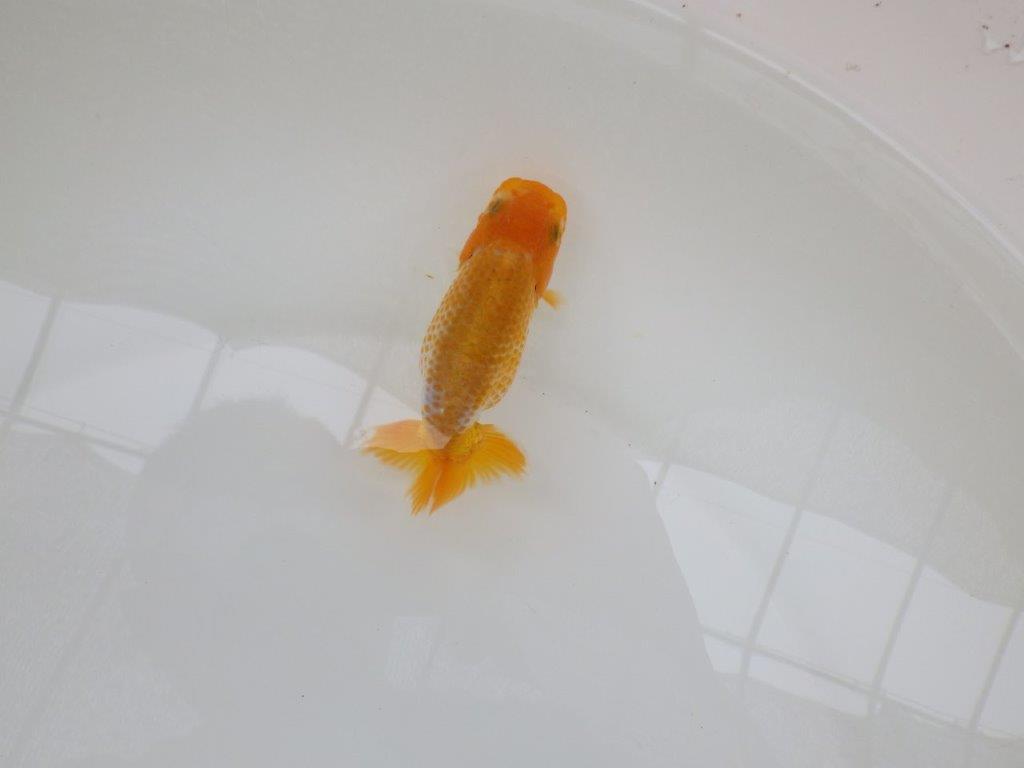 【愛知超優良系統 】綺麗な小豆更紗！当歳らんちゅう約9,5㎝の上身