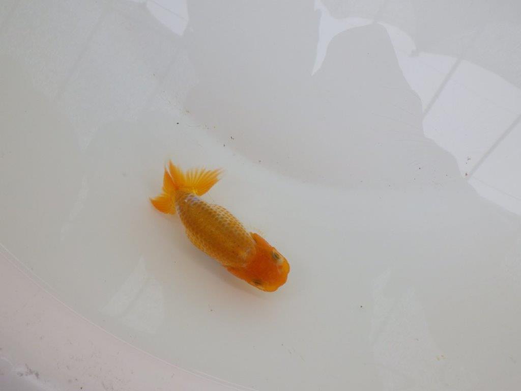 【愛知超優良系統 】綺麗な小豆更紗!当歳らんちゅう約9,5㎝