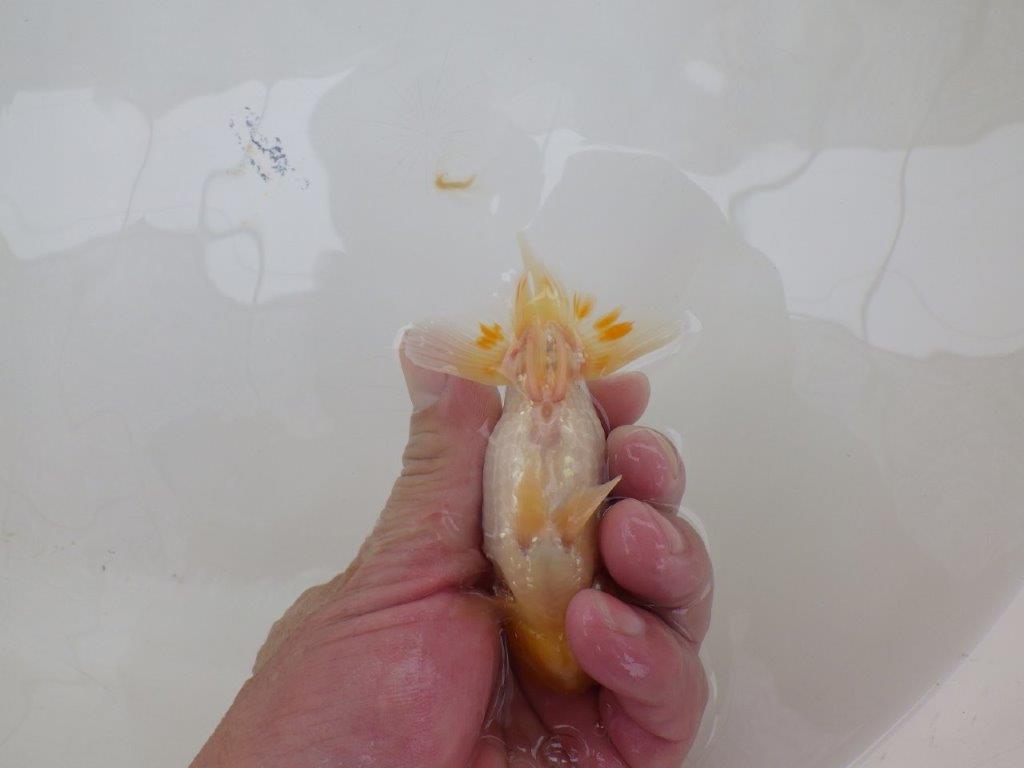 【愛知超優良系統 】しっかりした体系の当歳らんちゅう約10,5㎝