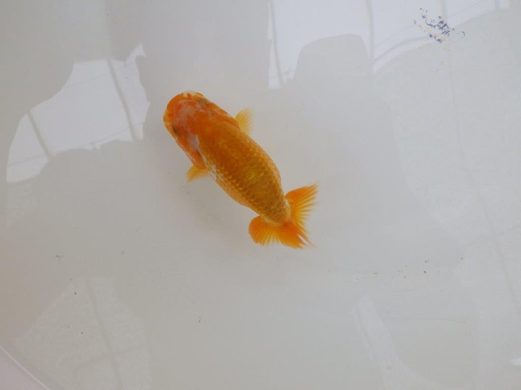 【愛知超優良系統 】小豆系更紗！綺麗！当歳らんちゅう約10㎝