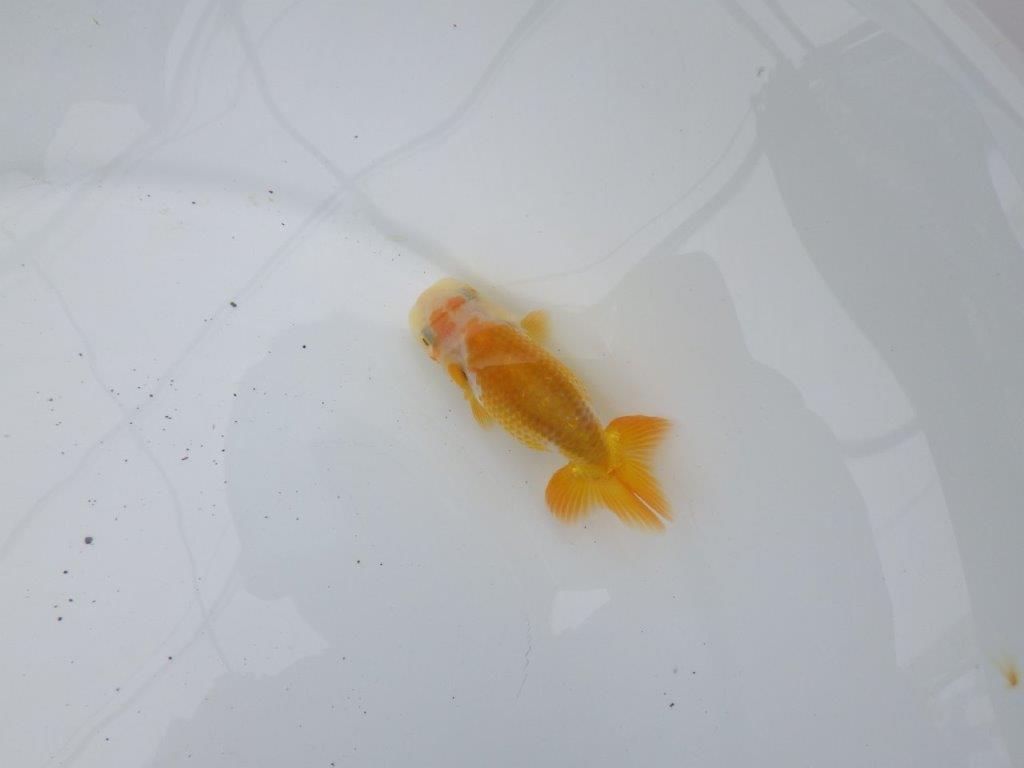 【愛知超優良系統 】お腹のカナコ柄が可愛い当歳らんちゅう約8,5㎝の上身